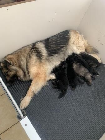 German shepherd KC reg straight backed outstanding litter for sale in Darlington, County Durham - Image 1