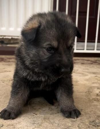 German shepherd KC reg straight backed outstanding litter for sale in Darlington, County Durham - Image 3