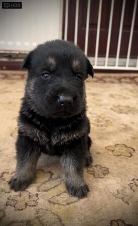 German shepherd KC reg straight backed outstanding litter for sale in Darlington, County Durham - Image 5