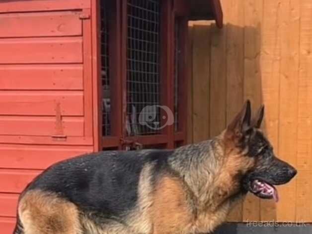 German shepherd kc registered for stud for sale in Oldham, Greater Manchester