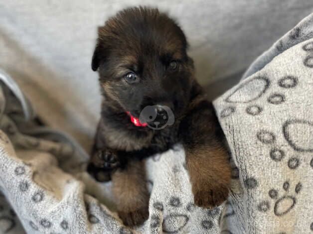 KC Registered German Shepherd Puppies for sale in Cambridgeshire