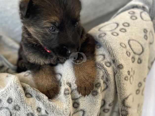 German Shepherd Puppies for sale