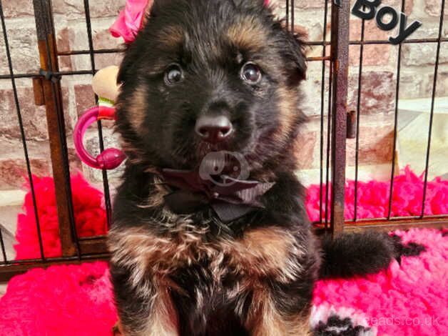 German Shepherd Long-haired, KC Litter for sale in Lewisham, Lewisham, Greater London