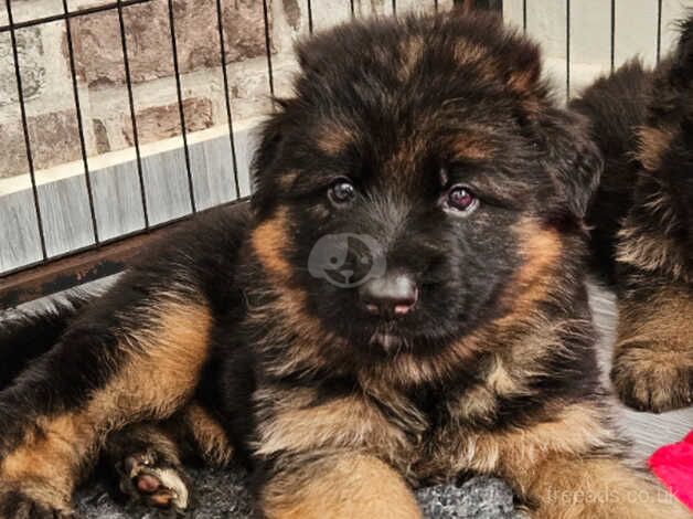 German Shepherd Long-haired, KC Litter for sale in Lewisham, Lewisham, Greater London