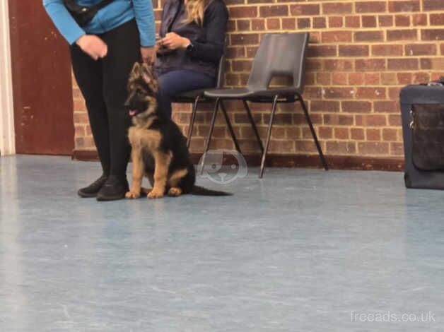 German Shepherd Long-haired Reg KC One Girl Left for sale in Lewisham, Lewisham, Greater London