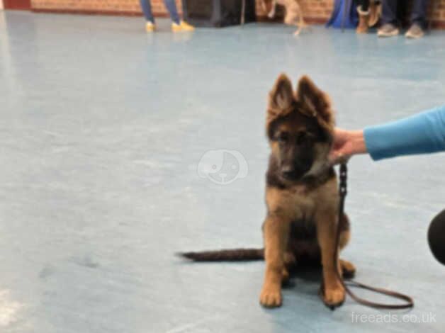 German Shepherd Puppies for sale