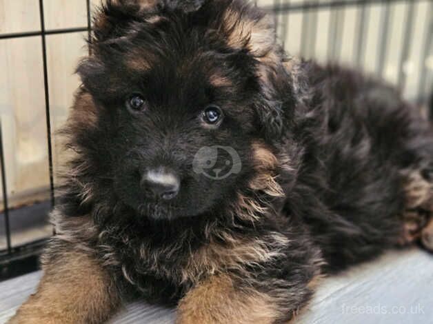 German Shepherd Long-haired Register KC for sale in Lewisham, London - Image 2