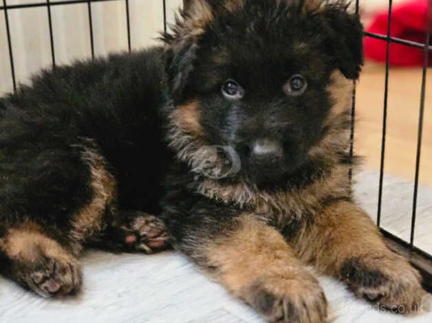 German Shepherd Long-haired Register KC for sale in Lewisham, London - Image 5