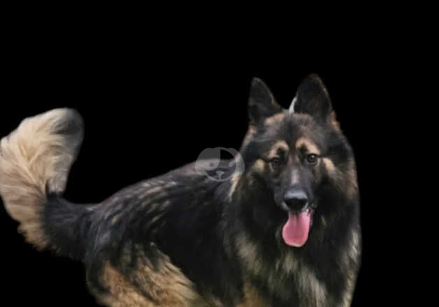 German shepherd long haired sable stud for sale in Hartlepool, County Durham