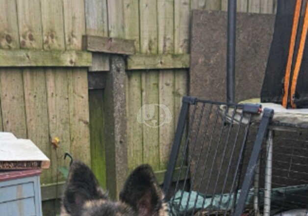 German Shepherds for sale in Hartlepool, County Durham