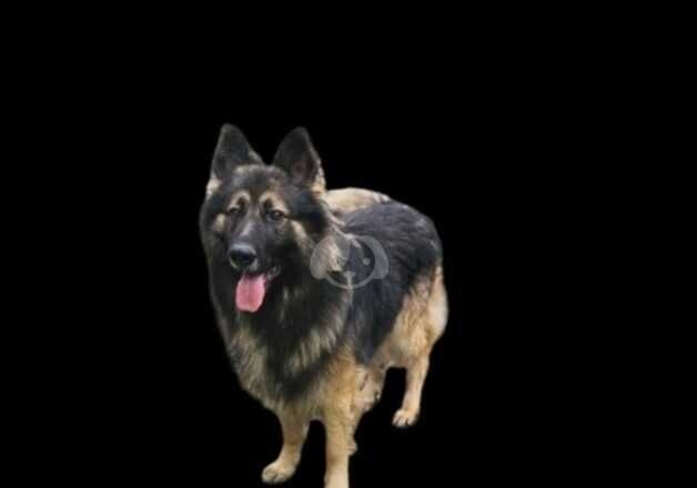 German shepherd long haired sable stud for sale in Hartlepool, County Durham - Image 3