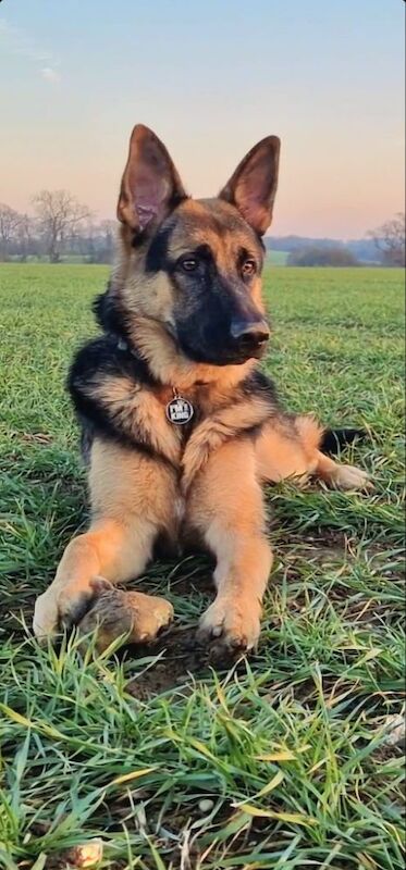 German shepherd mail for sale in Stansted Mountfitchet, Essex - Image 2