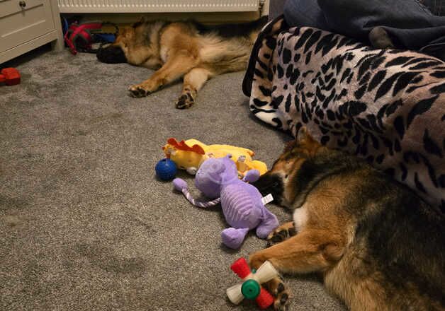 German shepherd male 18 mouths and 3 old female for sale in Manchester, Greater Manchester - Image 3