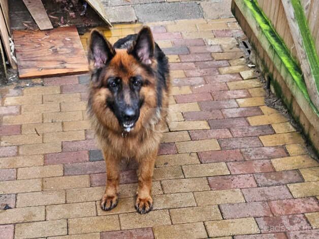 German Shepherd Male and Females for sale in Frome, Somerset