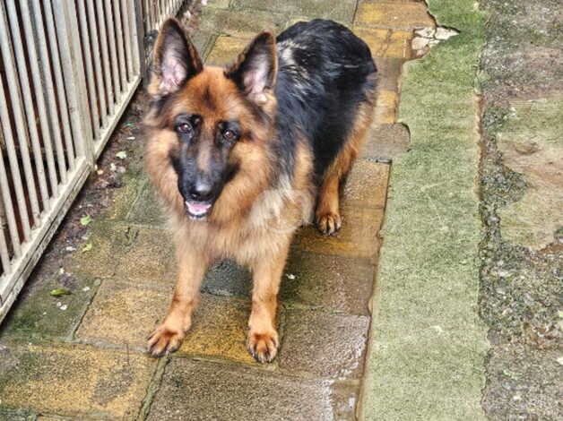 German Shepherd Male and Females for sale in Frome, Somerset - Image 2