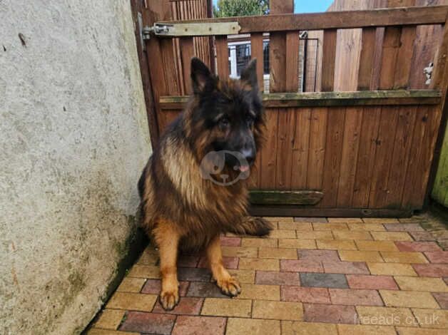 German Shepherd Male and Females for sale in Frome, Somerset - Image 3