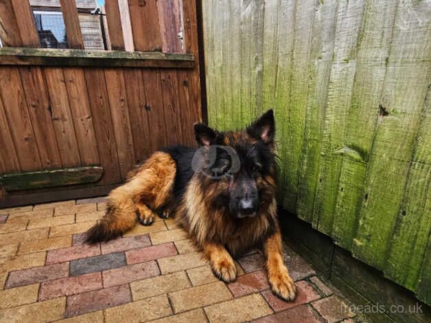 German Shepherd Male and Females for sale in Frome, Somerset - Image 4