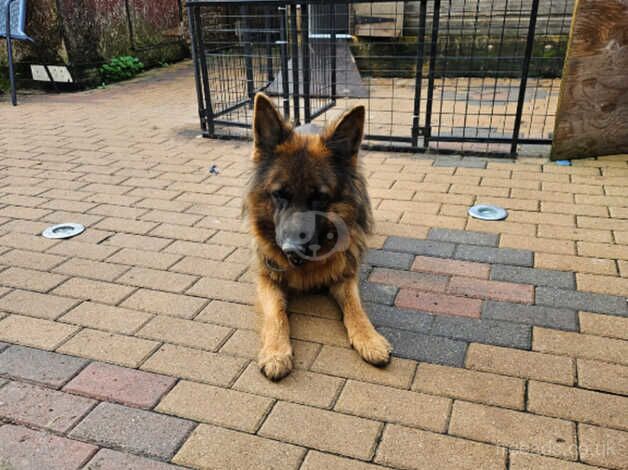 German Shepherd Male and Females for sale in Frome, Somerset - Image 5