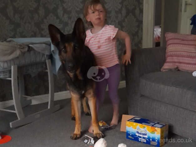 German shepherd male for sale 17months old for sale in Lisburn - Image 2