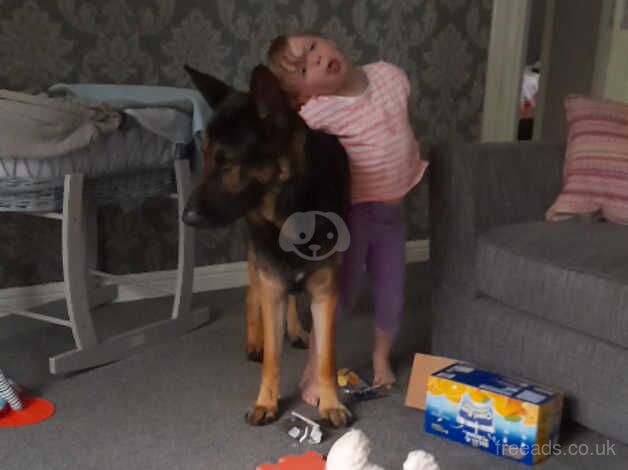 German shepherd male for sale 17months old for sale in Lisburn - Image 3