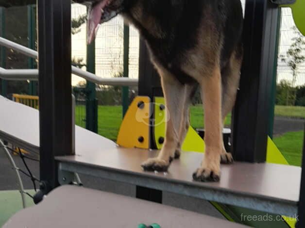 German shepherd male for sale 17months old for sale in Lisburn - Image 4