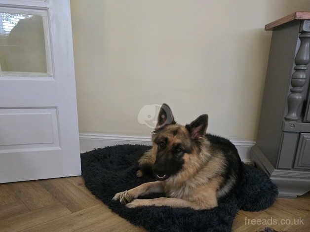 German shepherd male for sale in Bishop Auckland, County Durham