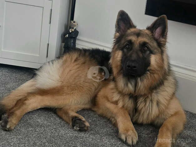 German shepherd male for sale in Bishop Auckland, County Durham - Image 3