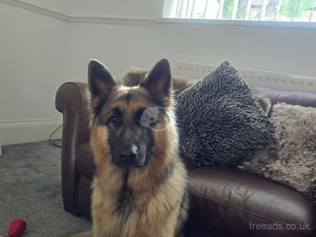 German shepherd male for sale in Bishop Auckland, County Durham - Image 4