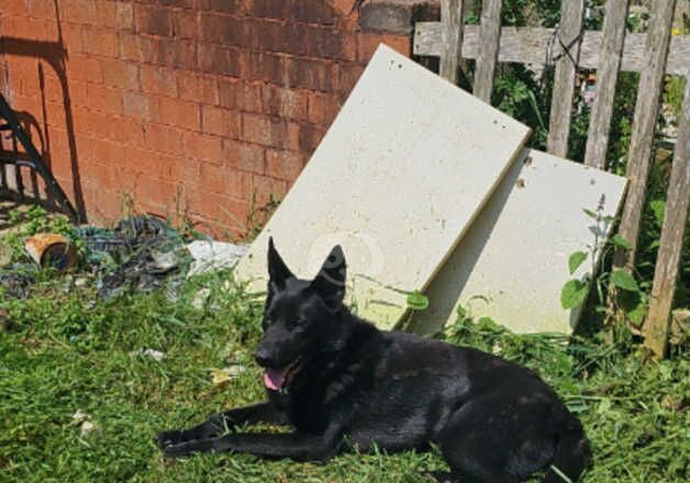 German Shepherd Male for sale in Rotherham, South Yorkshire - Image 4