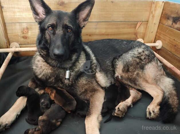 German Shepherd male puppies for sale in Wrexham/Wrecsam, Wrexham