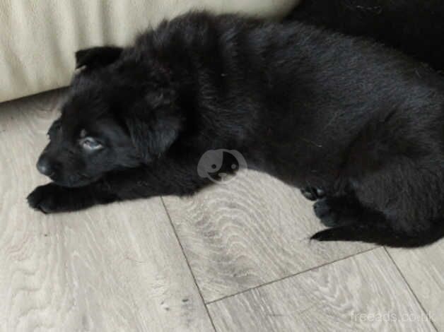 German Shepherd Puppies for sale