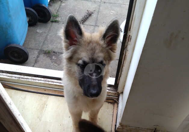 German shepherd male puppy for sale in Kingston upon Hull, East Riding of Yorkshire