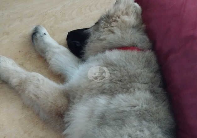 German shepherd male puppy for sale in Kingston upon Hull, East Riding of Yorkshire - Image 2