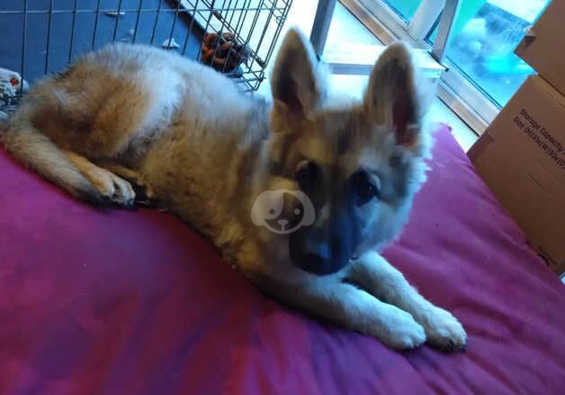 German Shepherd Puppies for sale in East Riding of Yorkshire