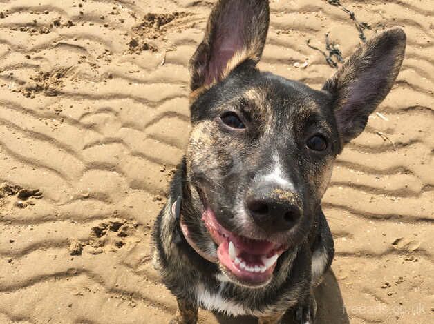 German shepherd mix with staffy for sale in Dukinfield, Greater Manchester - Image 1