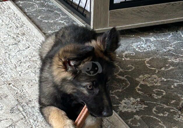 German Shepherd pup for Sale in Dewsbury, West Yorkshire