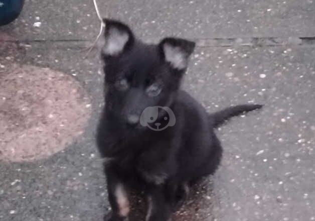 German shepherd pup for sale in Mansfield Woodhouse, Nottinghamshire