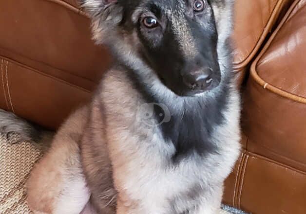 GERMAN SHEPHERD PUP for sale in Batley, West Yorkshire