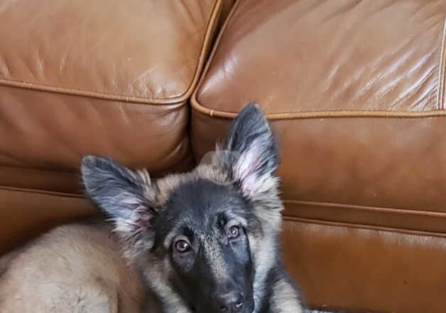 German Shepherds for sale in Batley, West Yorkshire