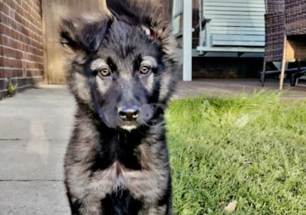 German Shepherd Puppies for sale in West Yorkshire