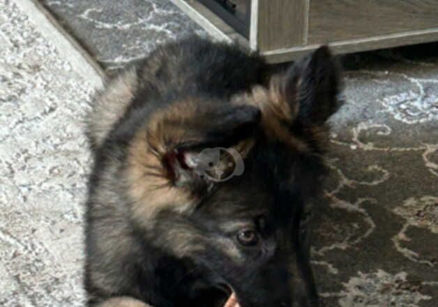 German Shepherd Puppies for sale