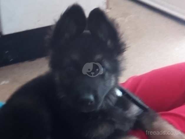 German shepherd pup for sale in Dulas, Isle of Anglesey