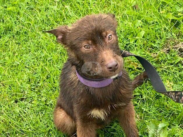 German shepherd pup for sale in Dunfermline, Fife