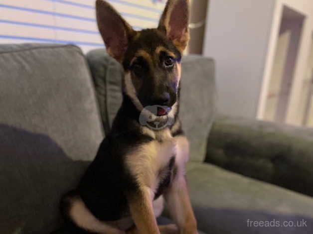 German shepherd puppie for sale in St. Neots, Cambridgeshire