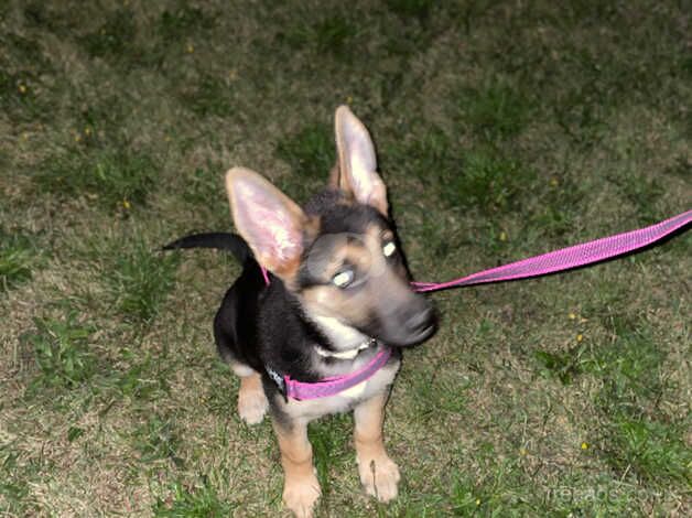 German shepherd puppie for sale in St. Neots, Cambridgeshire - Image 2