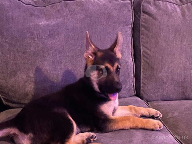 German shepherd puppie for sale in St. Neots, Cambridgeshire - Image 3