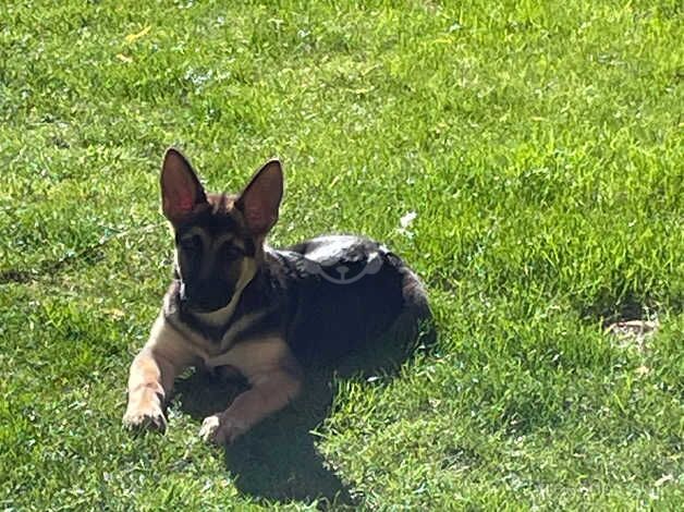 German shepherd puppie for sale in St. Neots, Cambridgeshire - Image 5