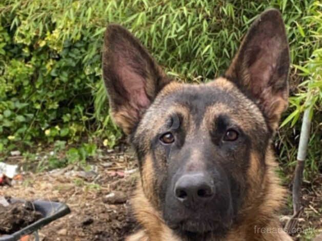 German shepherd puppies born 18th of August for sale in Swansea, Swansea - Image 1