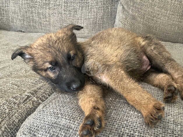 German shepherd puppies born 18th of August for sale in Swansea, Swansea - Image 2