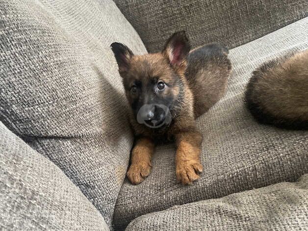 German shepherd puppies born 18th of August for sale in Swansea, Swansea - Image 3